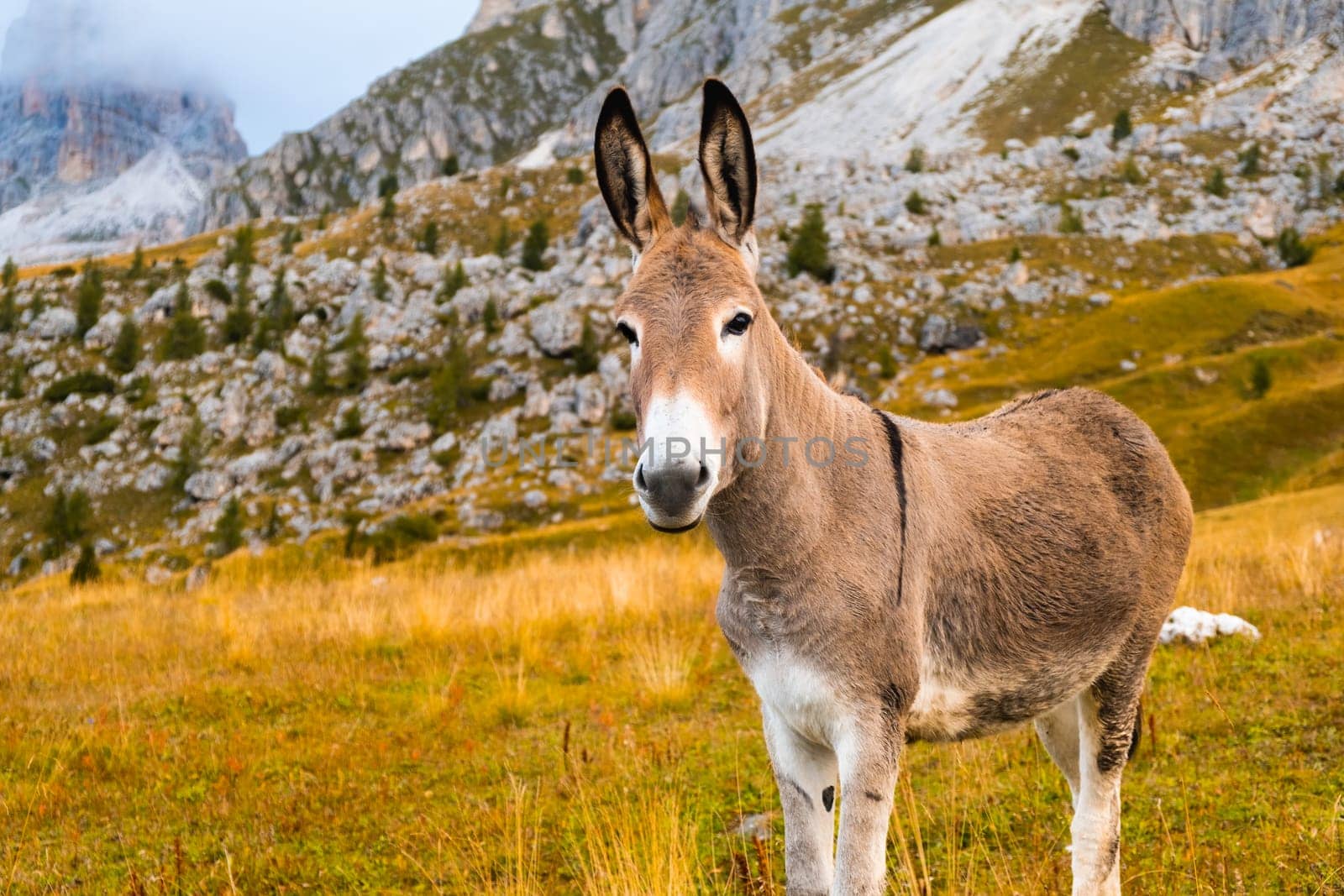 Donkey looks at the camera standing on the Passo Giau slope.