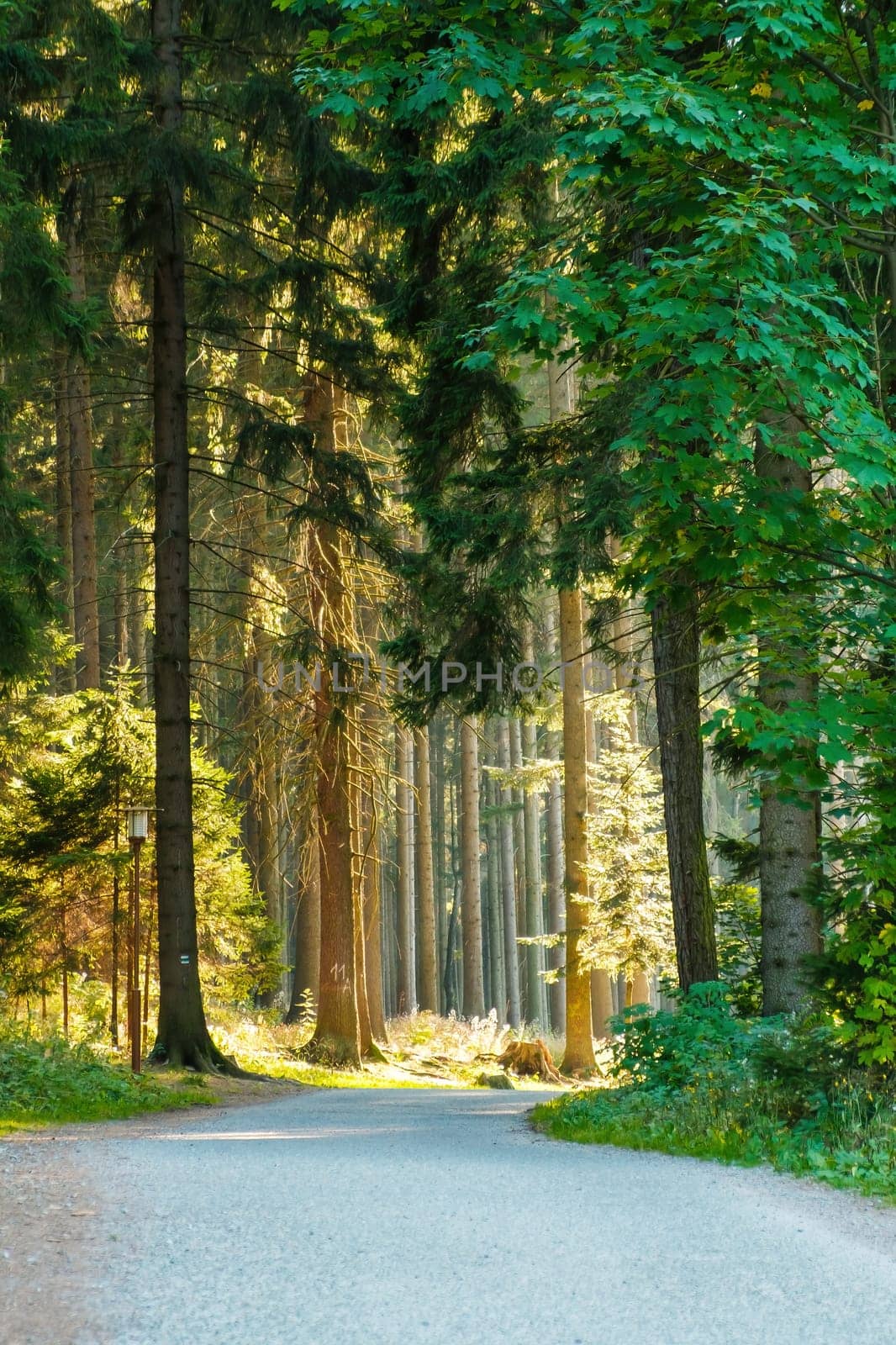Autumn forest path at sunset. Forest hiking trail with high pine trees at sun light.