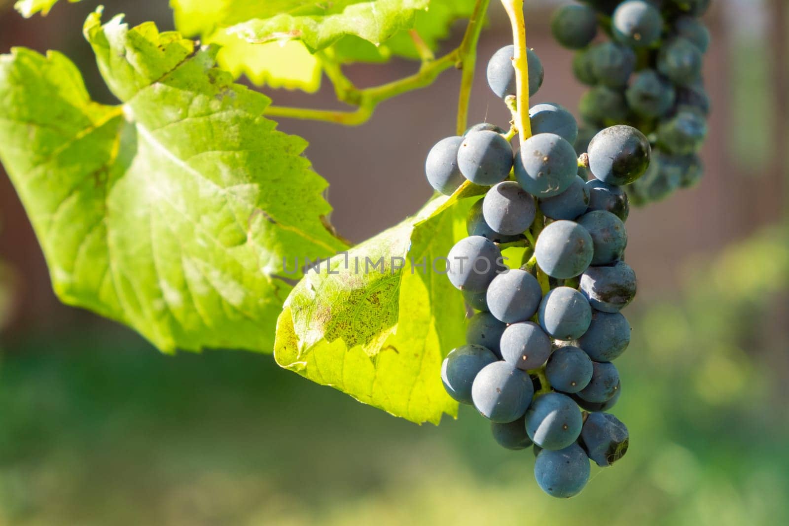 Bunches of black ripe grapes ripen on a branch before wine production in vineyard.