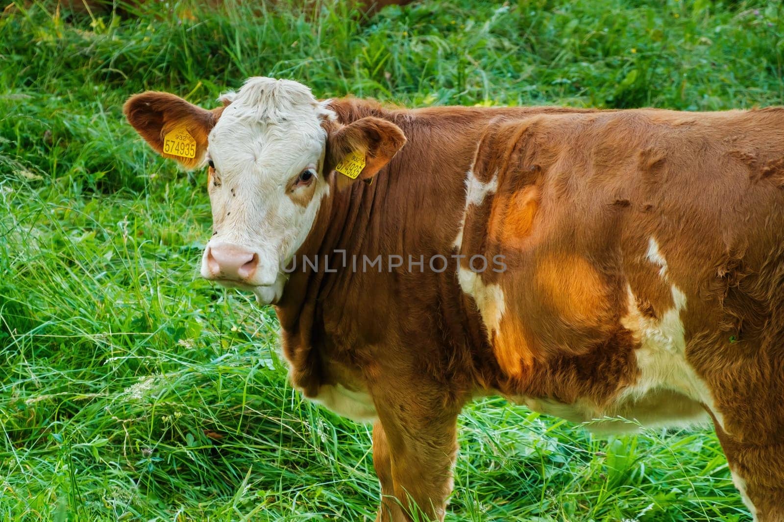 Funny brown cow looking at the camera and gazing in a meadow on the pasture.