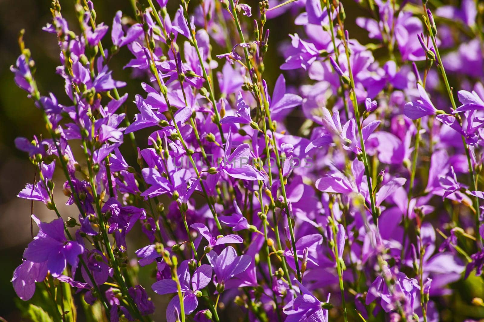 Endemic to the Western Cape Province of South Africa, these Brachycarpaea juncea flowers can now be seen in many urban gardens