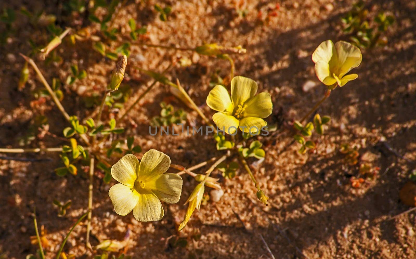 Three yellow flowers of the Common Yellow-eye Woodsorrel (Oxalis obtusa) in Namaqualand, South Africa