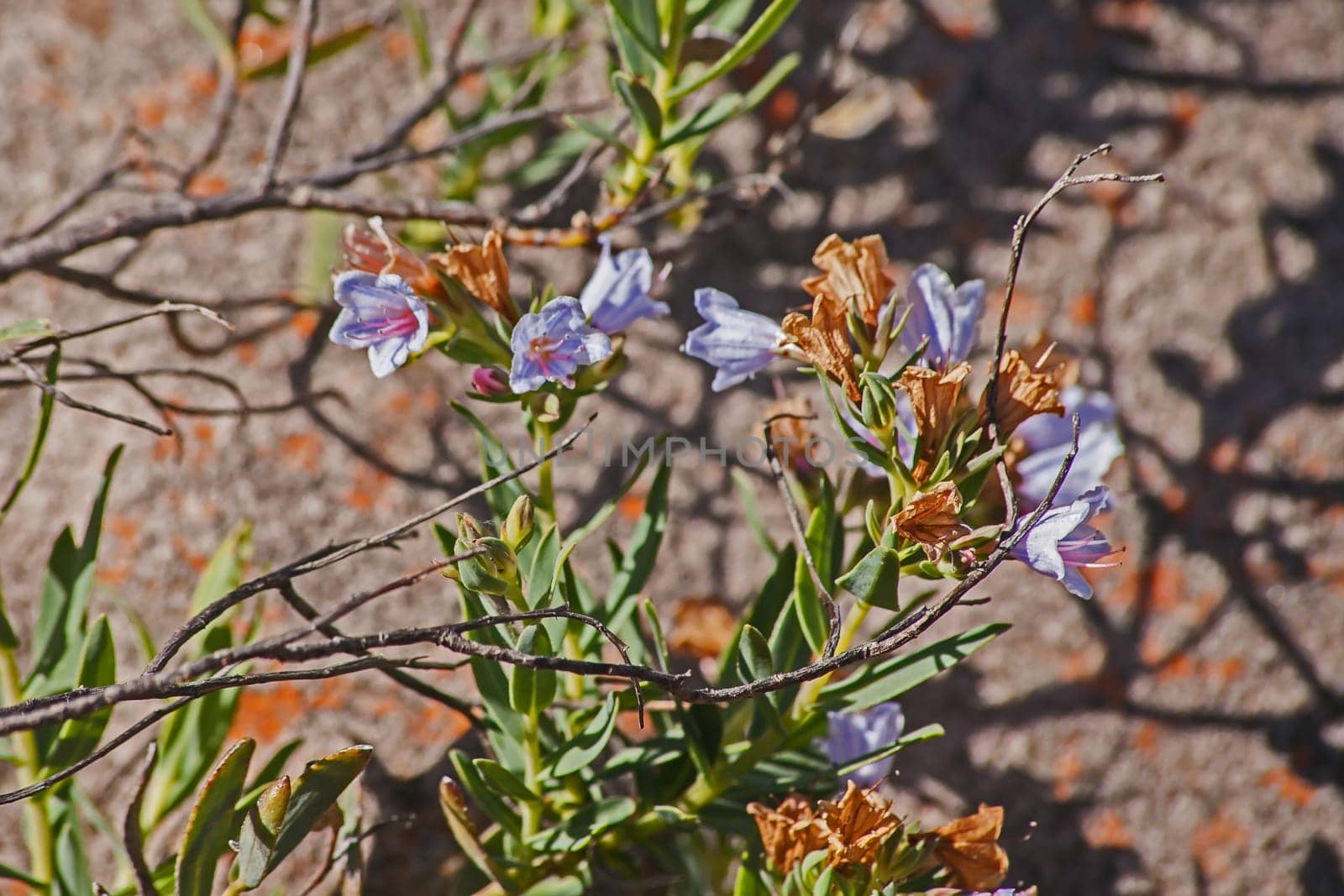 The characteristic pink and blue flowers of the Pyjama Bush (Lobostemon fruticosus). The medicinal qualities of this plant contributes to its other name eight day healing bush