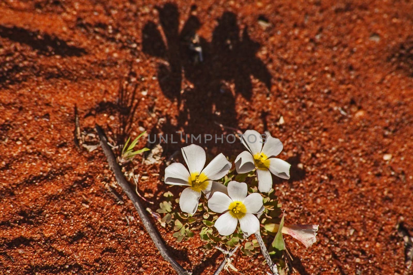 White flowers of Common Woodsorrel (Oxalis pulchella) in the Namaqua National Park. South Africa