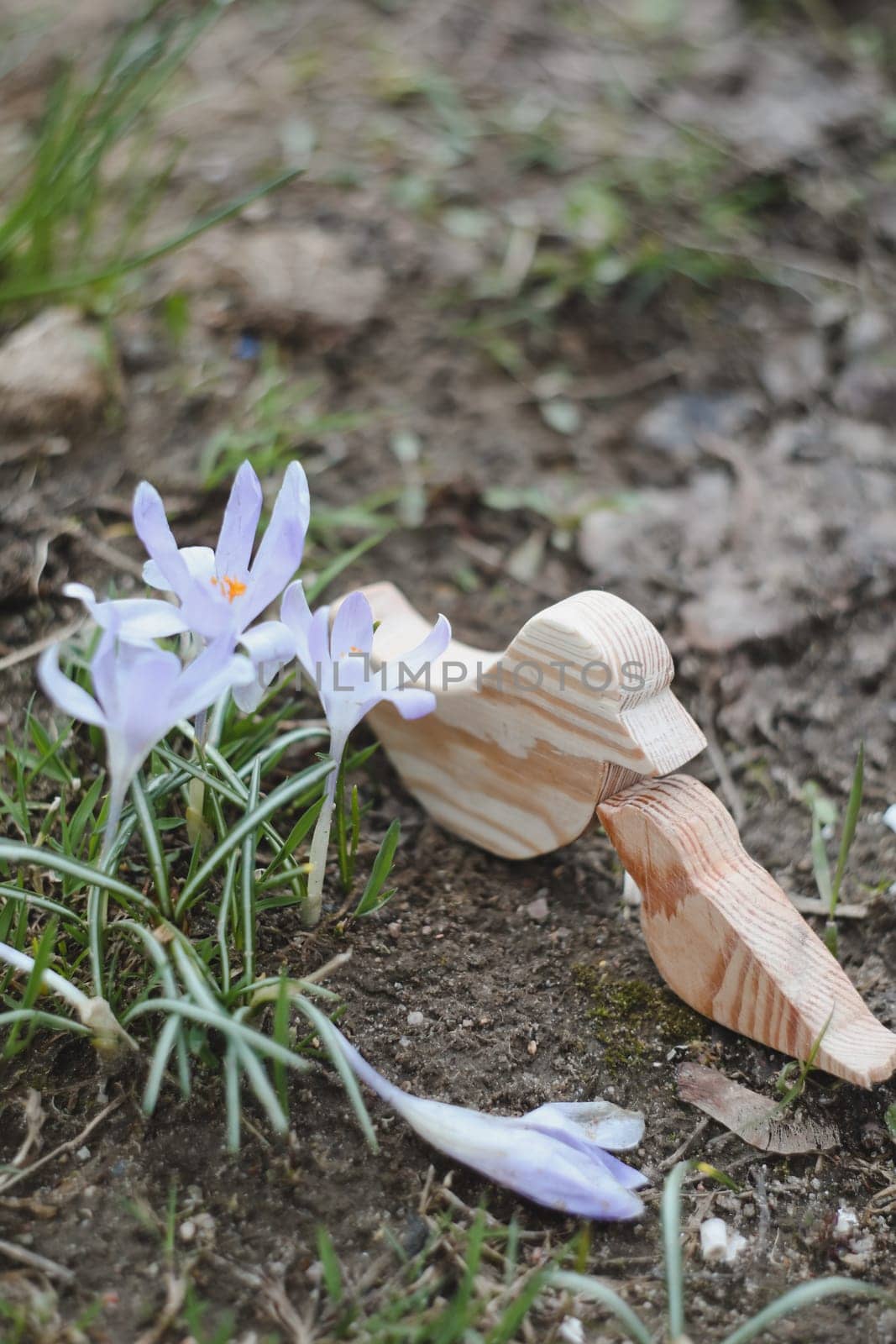 Spring background with flowering violet crocuses flowers in early spring.