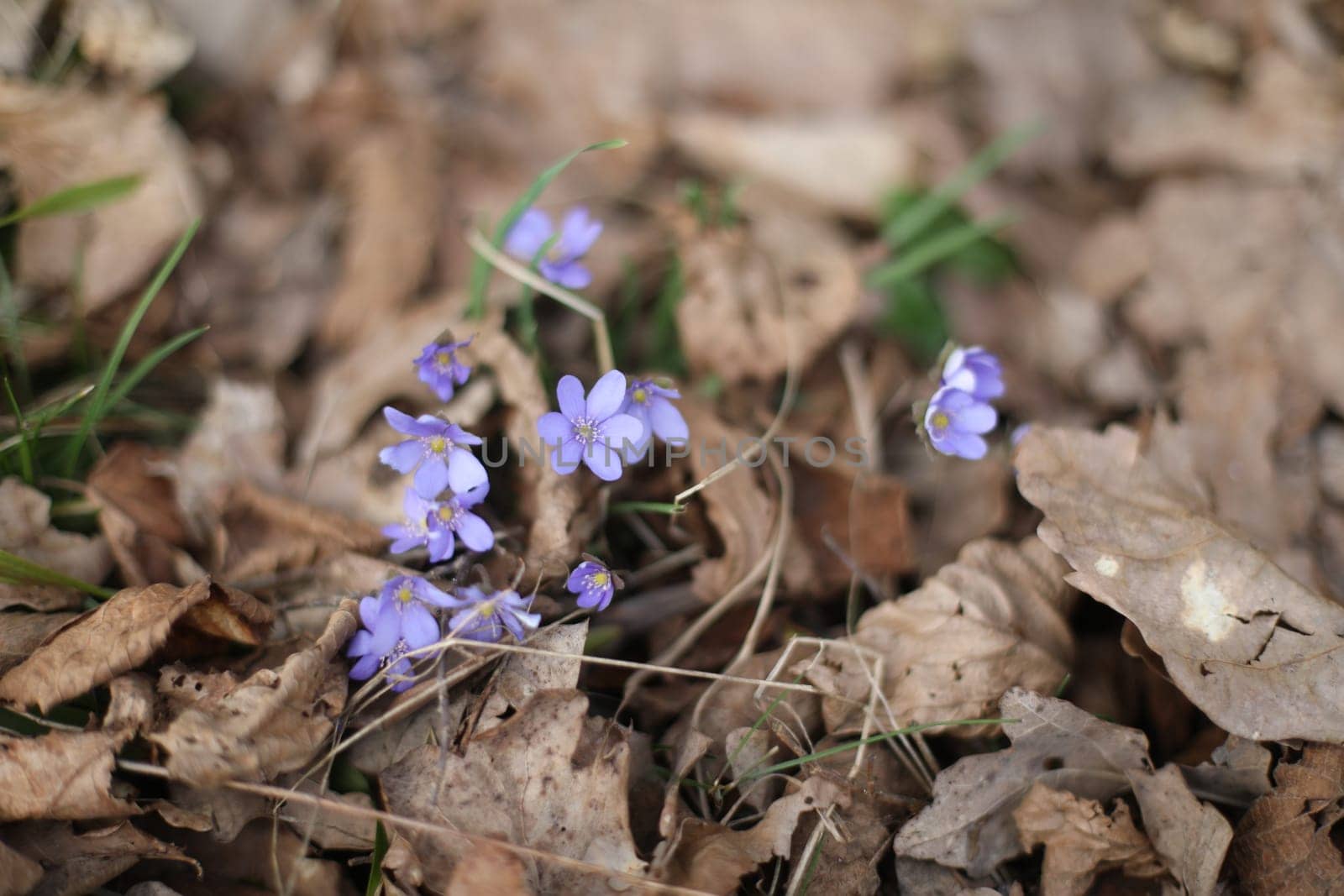 early spring flower crocus and snowdrops in natural environment, flower macro portrait