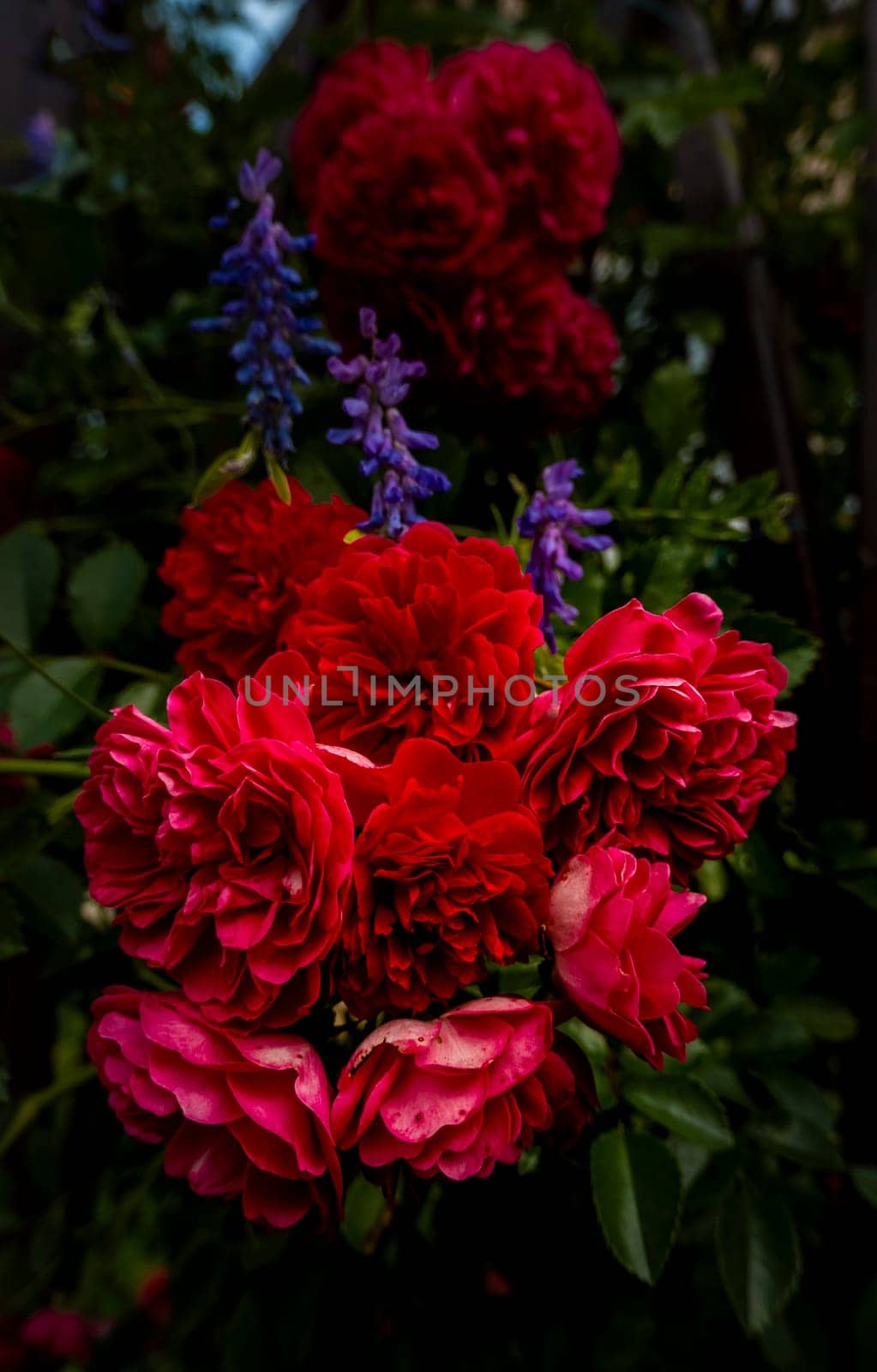 Close up of the informal repeat-flowering garden rose with lavender. Beautiful roses on dark background. Lush bush of pink roses with dark vignette. Romantic luxury background or wallpaper. beautiful floral postcard with trailing roses and mouse peas