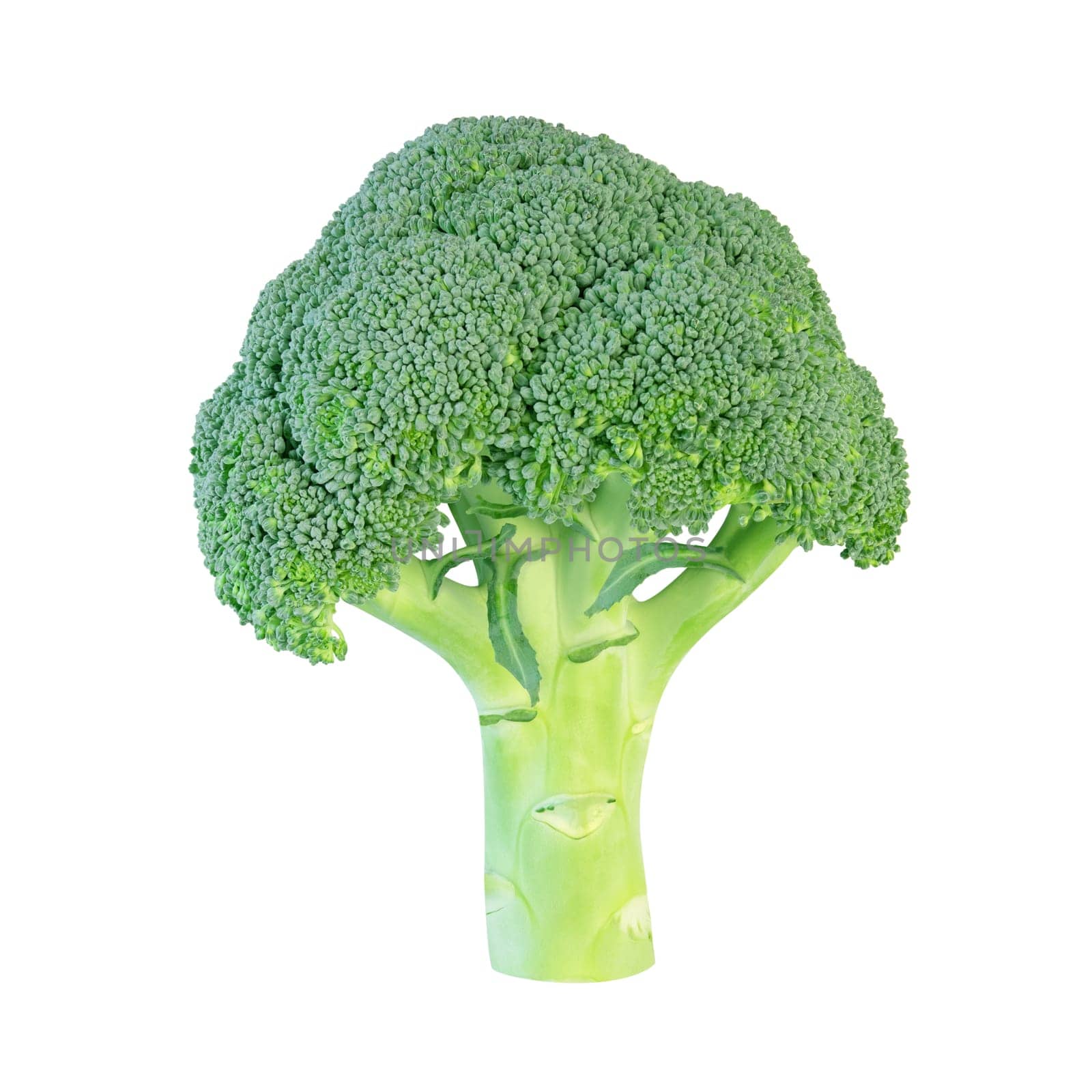 Perfect fresh broccoli cabbage isolated on a white background. Stock photography.