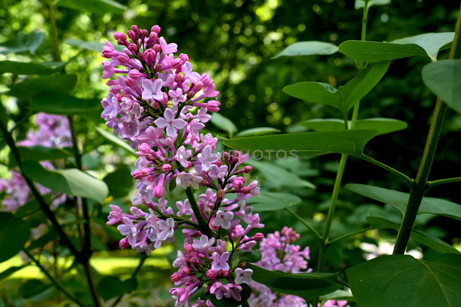 Wonderful branch of pink lilac in the garden park. Love and tenderness by jovani68