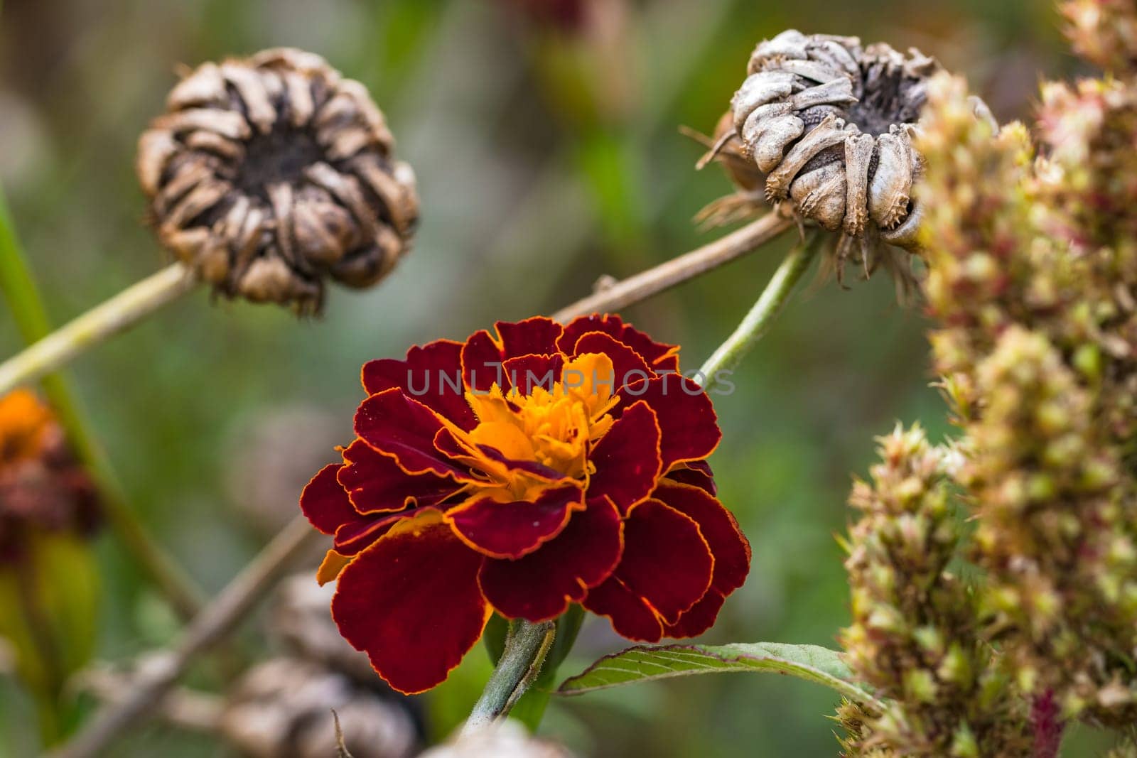 A dominant red and yellow summer flower isolated against brown and green natural background