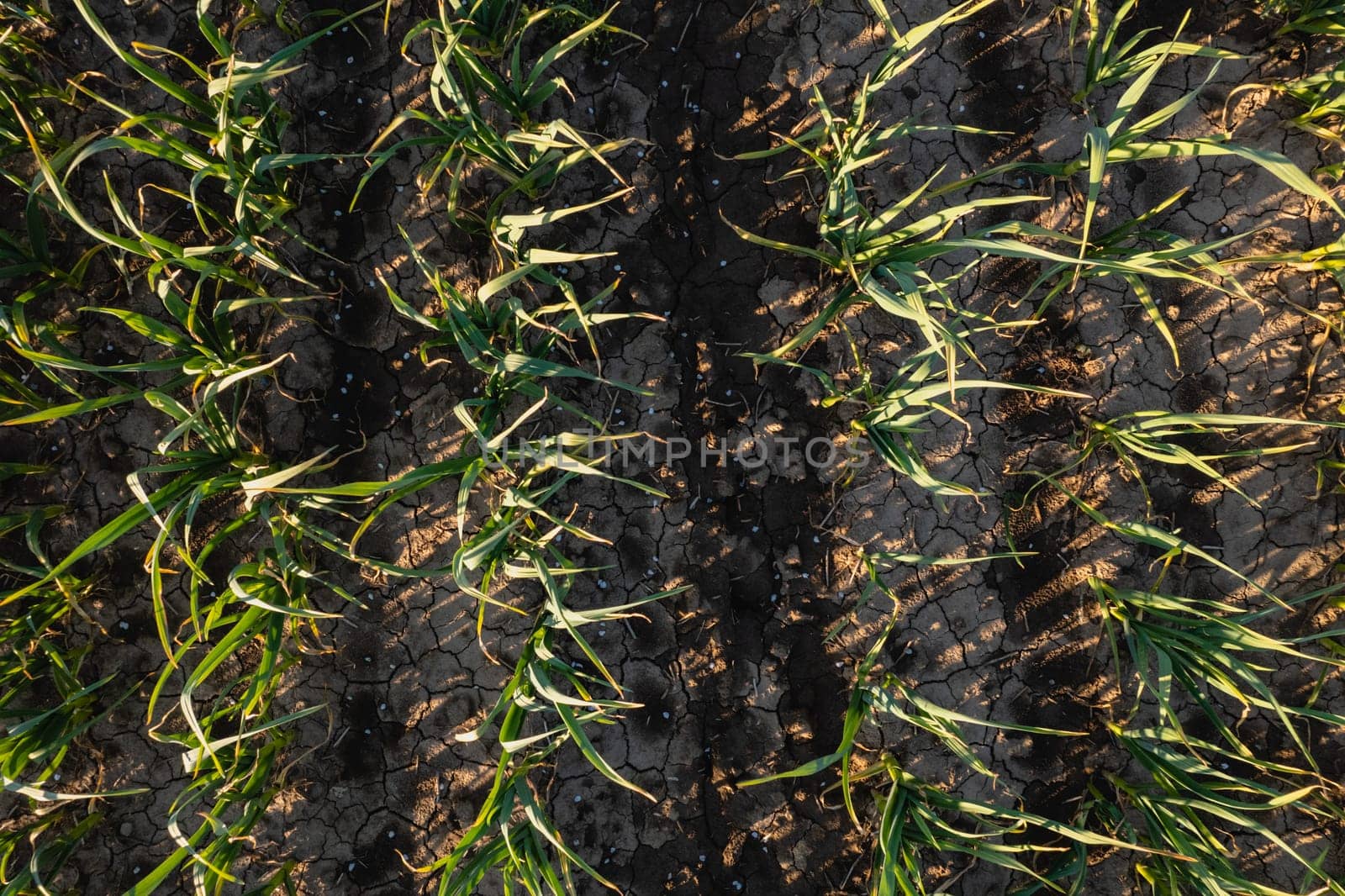 Many rows of organic garlic crops growing in brown rich soil at sunset, moving gently with spring breeze, enrich air with strong perfume.