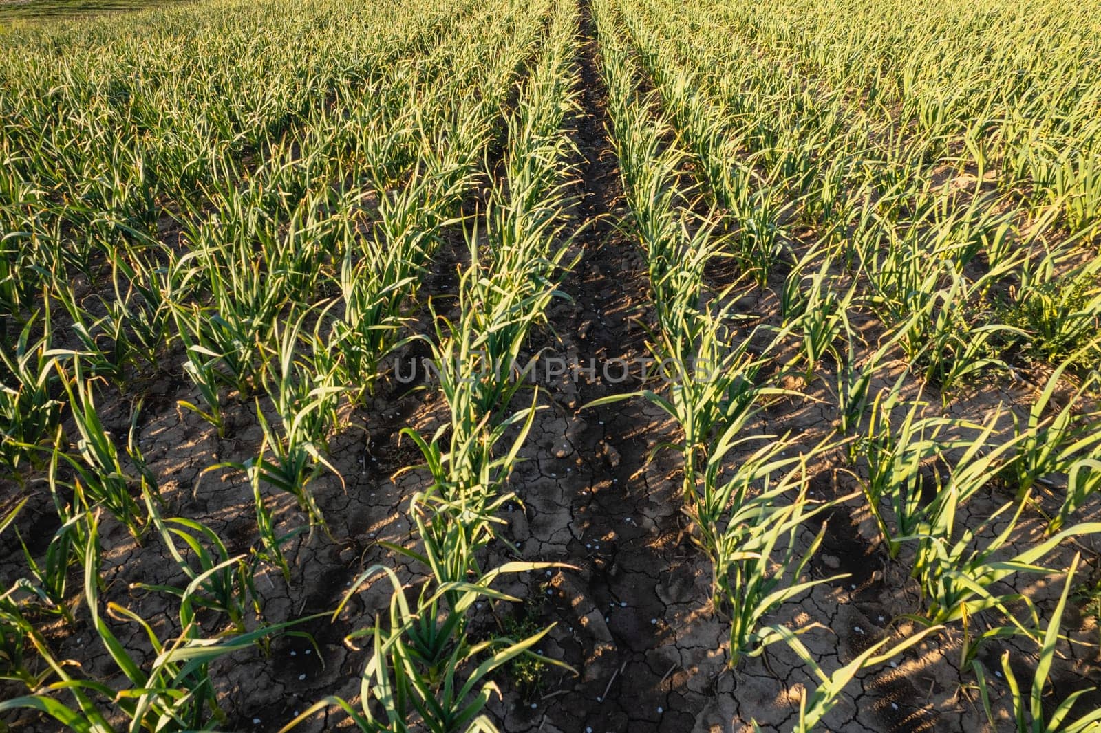 Many rows of organic garlic crops growing in brown rich soil at sunset, moving gently with spring breeze, enrich air with strong perfume.