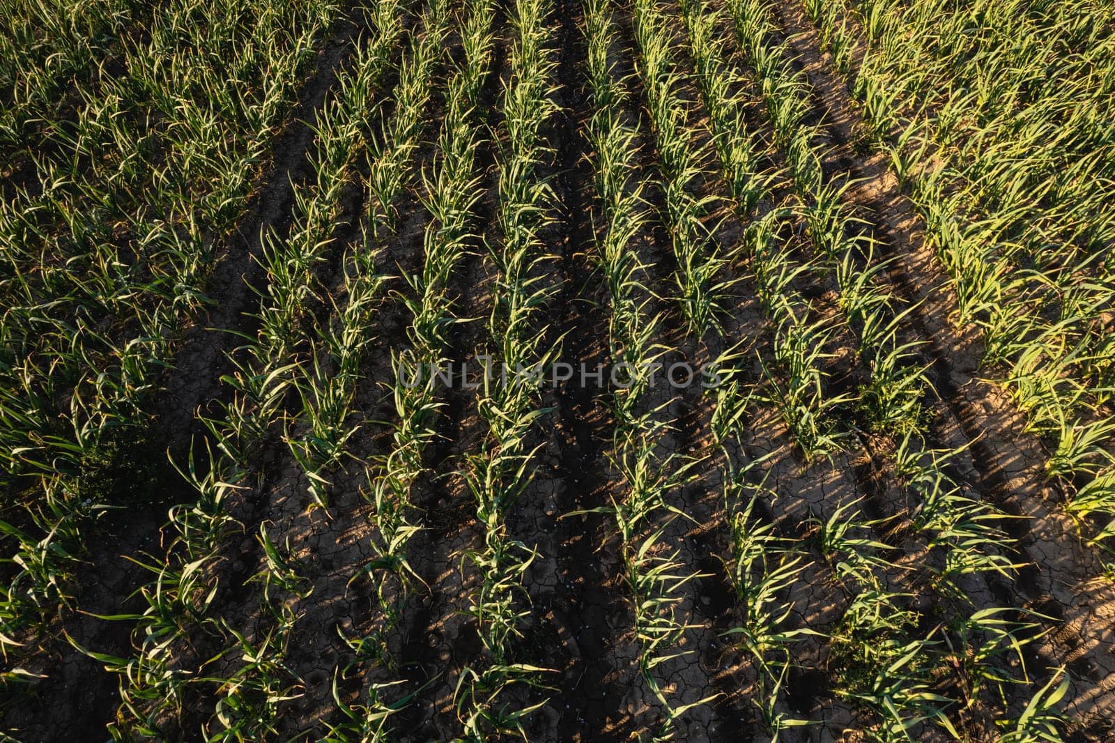 Many rows of organic garlic crops growing in brown rich soil at sunset, moving gently with spring breeze, enrich air with strong perfume.