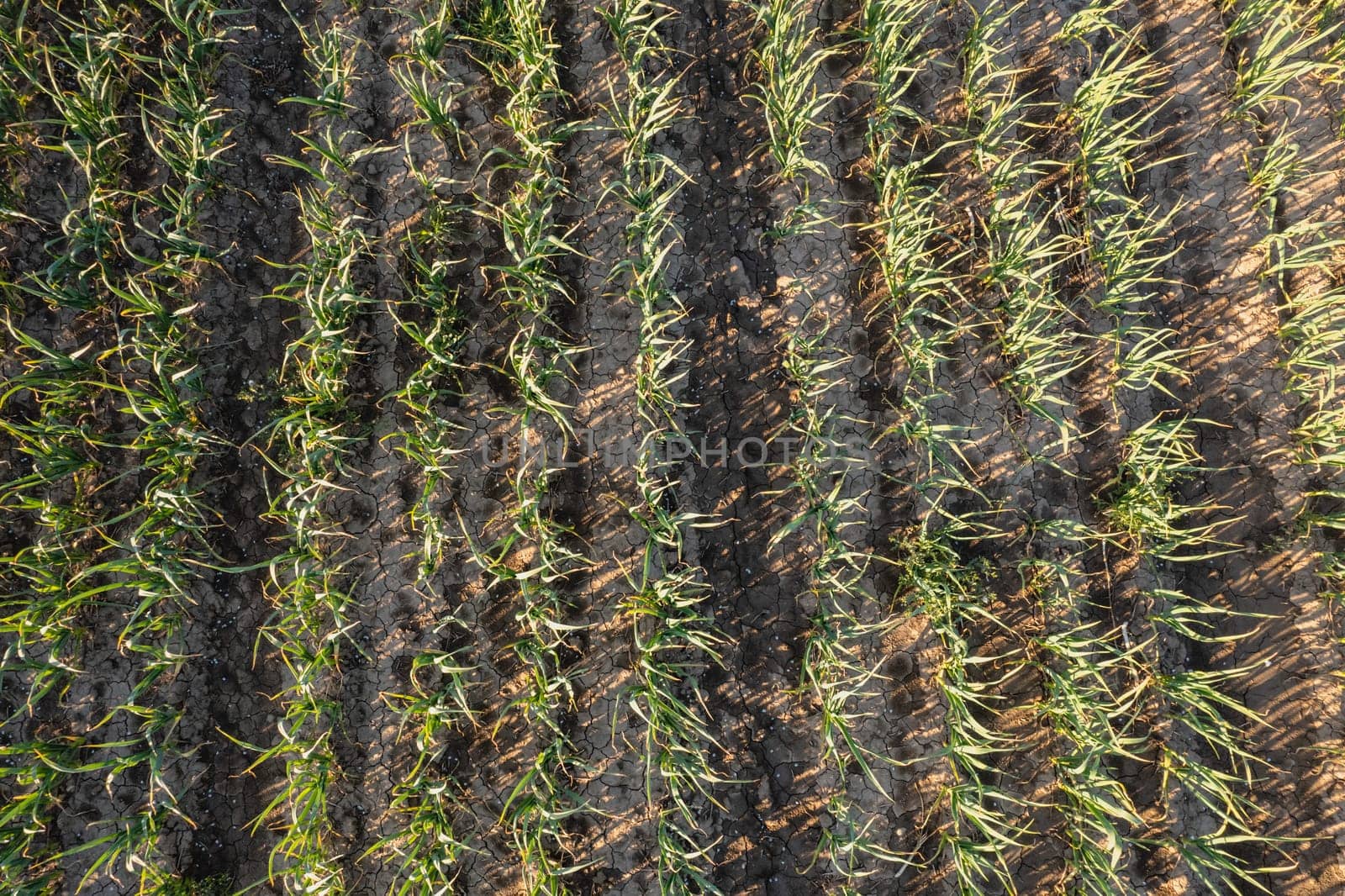 Many rows of organic garlic crops growing in brown rich soil at sunset, moving gently with spring breeze, enrich air with deep fragrance.