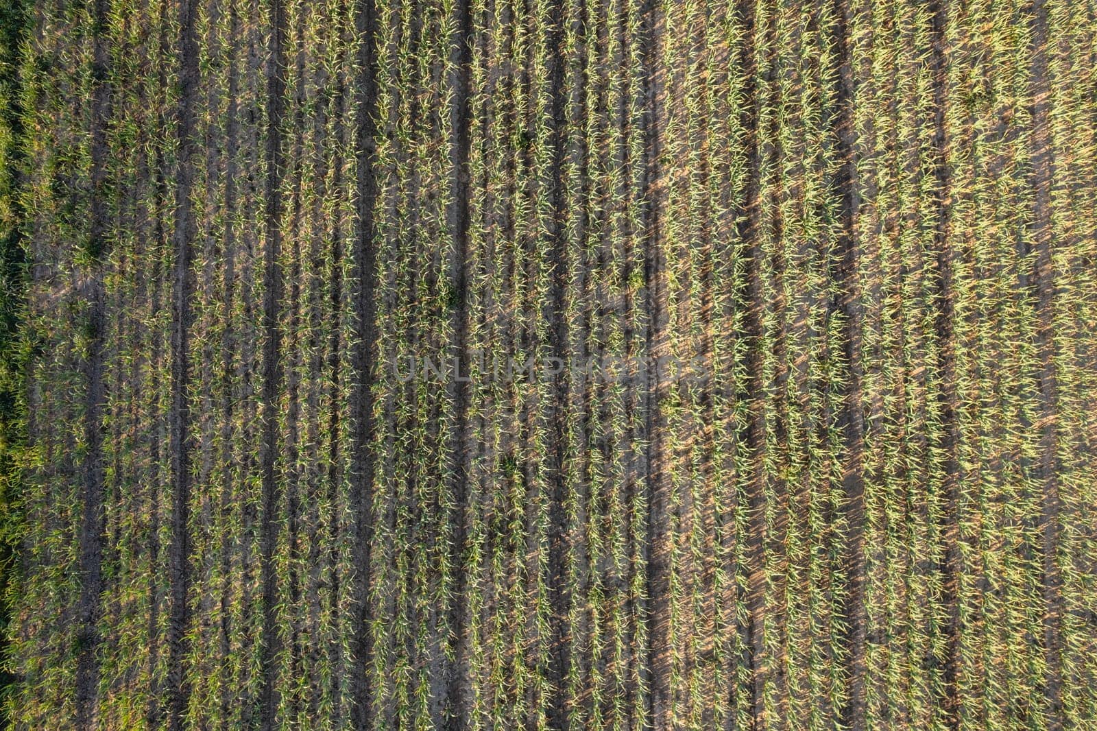 Many rows of organic garlic crops growing in brown rich soil at sunset. A field of aromatic bulbs basking in the warm glow of the setting sun