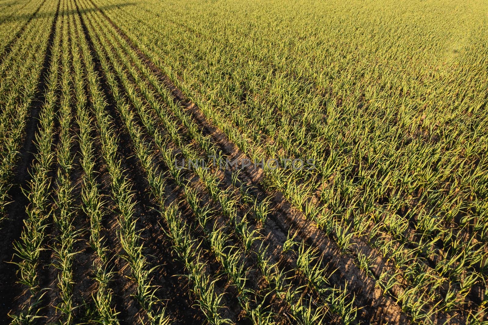 Many rows of organic garlic crops growing in brown rich soil at sunset, moving gently with spring breeze, enrich air with deep fragrance.