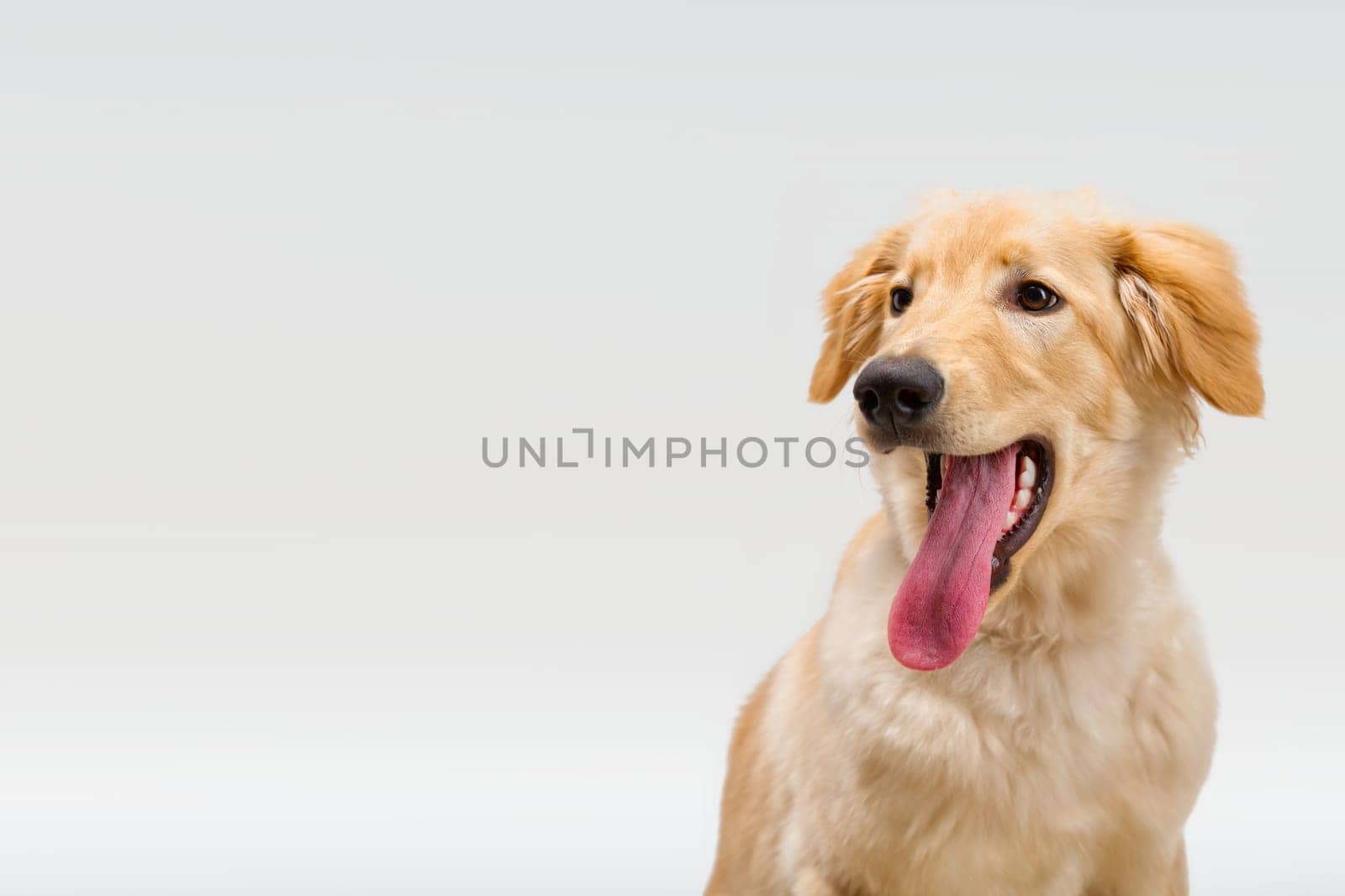 Portrait of beautiful golden hovawart dog isolated. six month old hovawart blonde puppy portrait in studio. dog with tongue hanging out