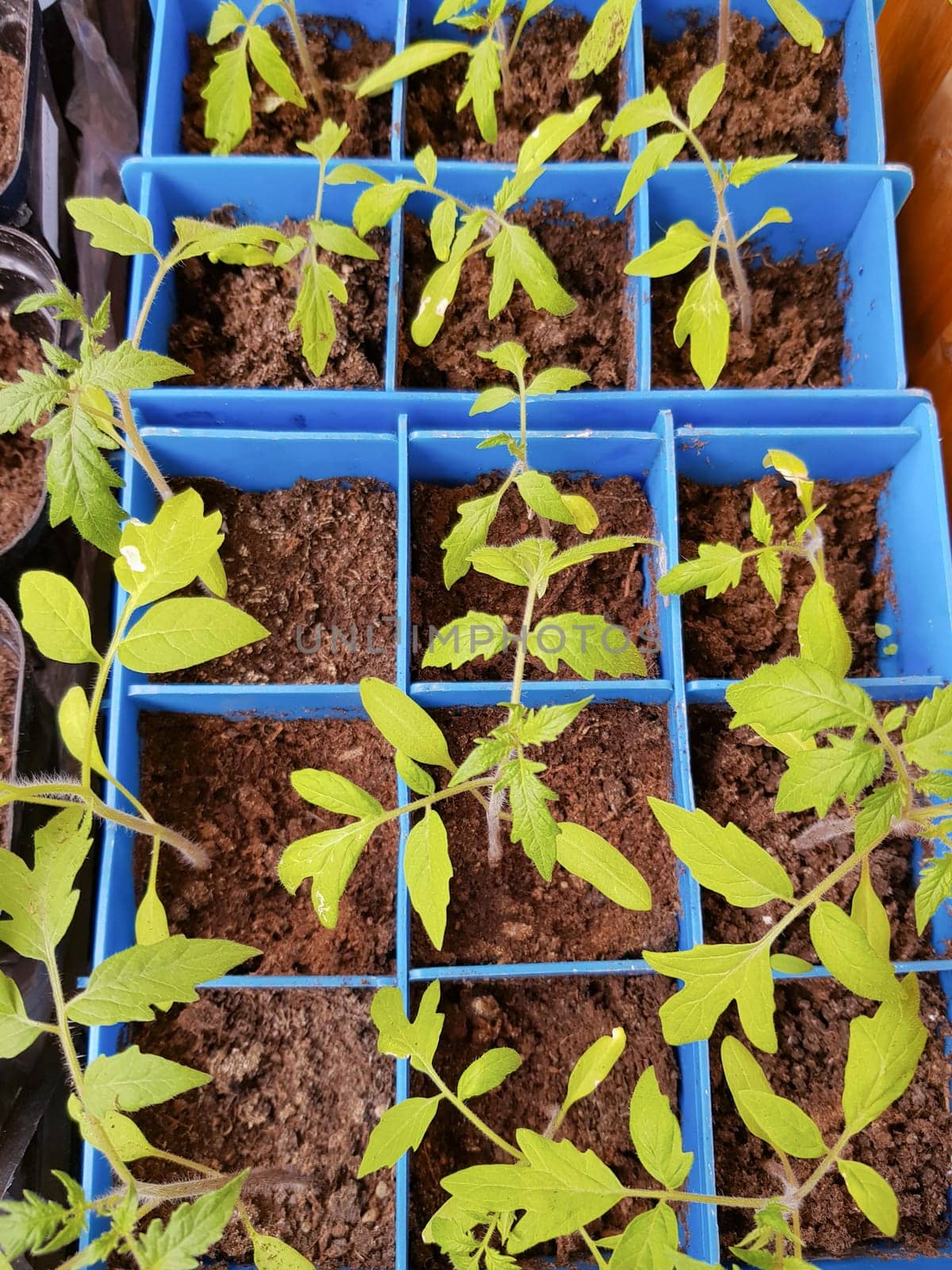 The concept of agriculture and farming. Top view of sprouted tomato seedlings in plastic containers. Growing vegetable seedlings for subsequent planting in open ground or greenhouses.