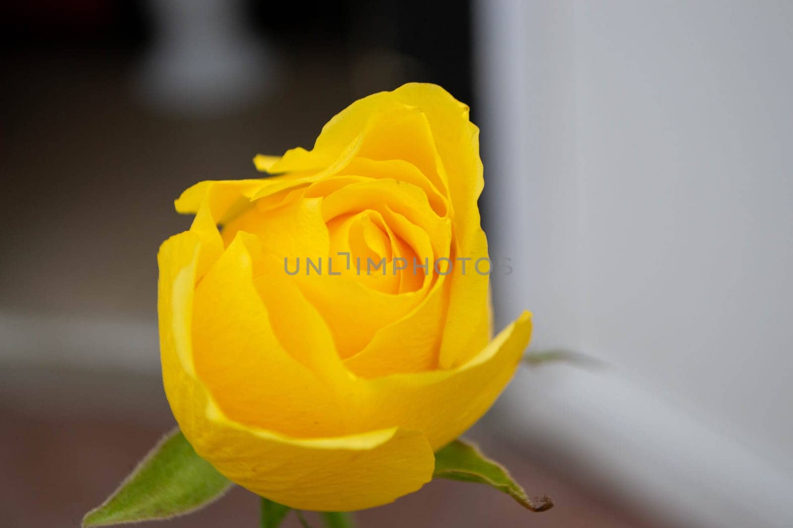 Yellow rose flower top view isolated on white background, clipping path included. High quality photo