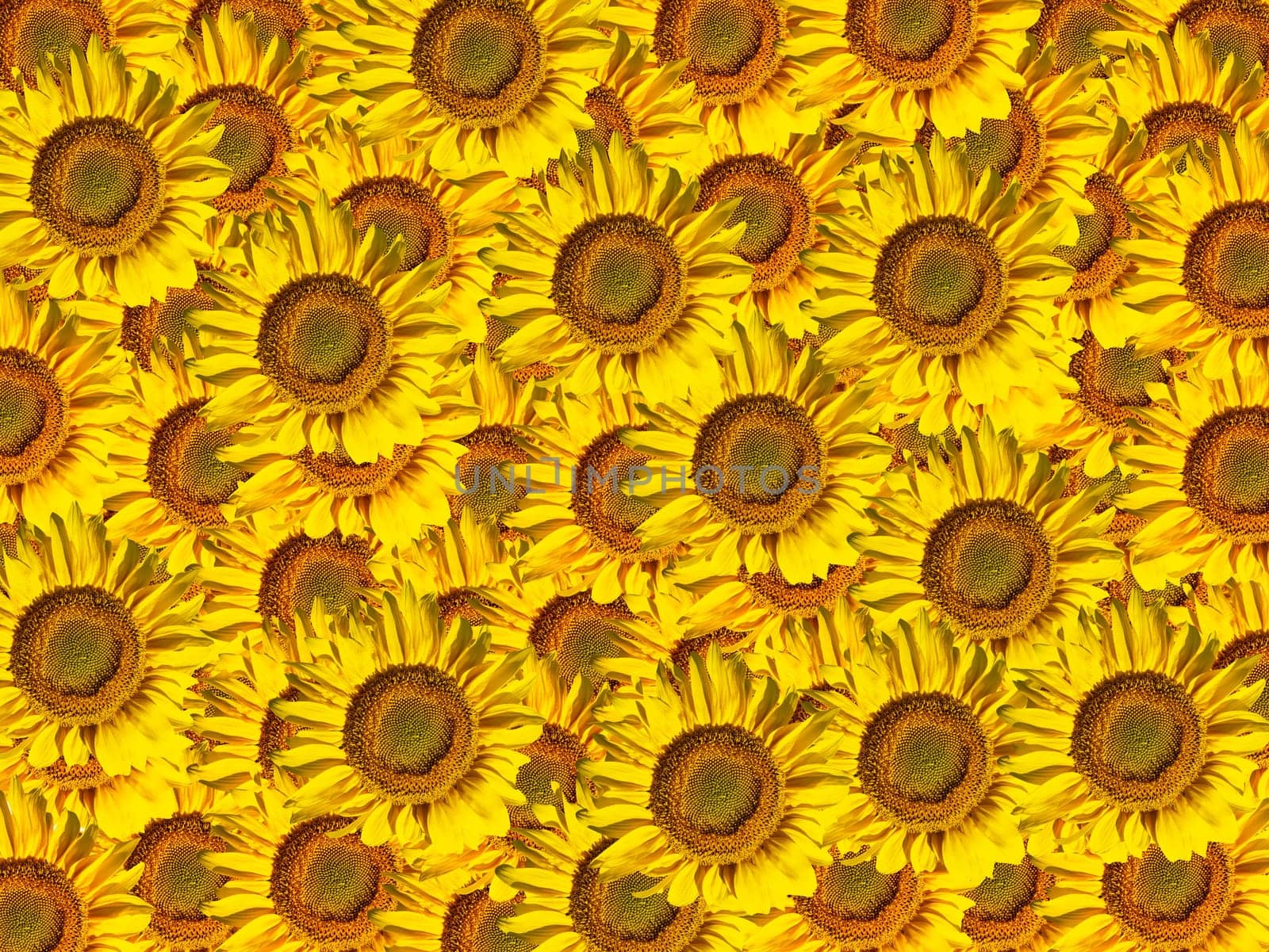 Background image of blooming yellow sunflower flowers. Yellow sunflower petals. Bouquet of flowers. Flowering period. Seeds of the plant Helianthus. Template for text. Beautiful background.