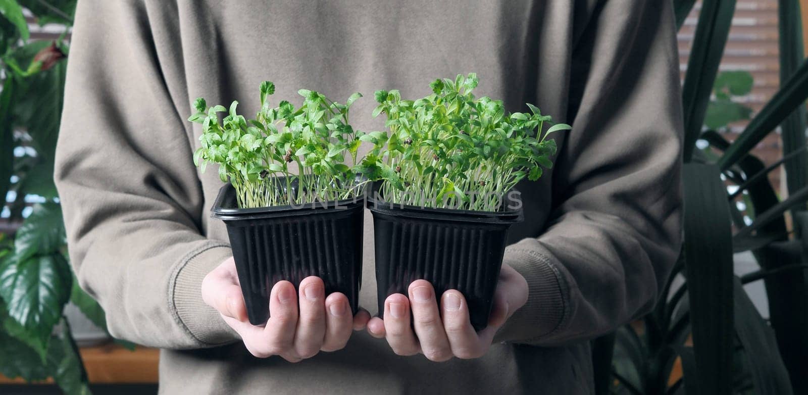 The concept of growing and using herbs. A young man holds and looks at young coriander sprouts. The theme of spring preparatory planting