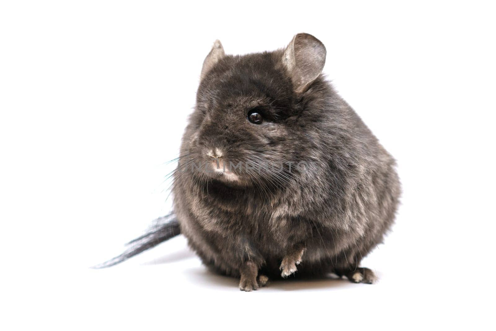 Black cute chinchilla on a white background. Furry pet