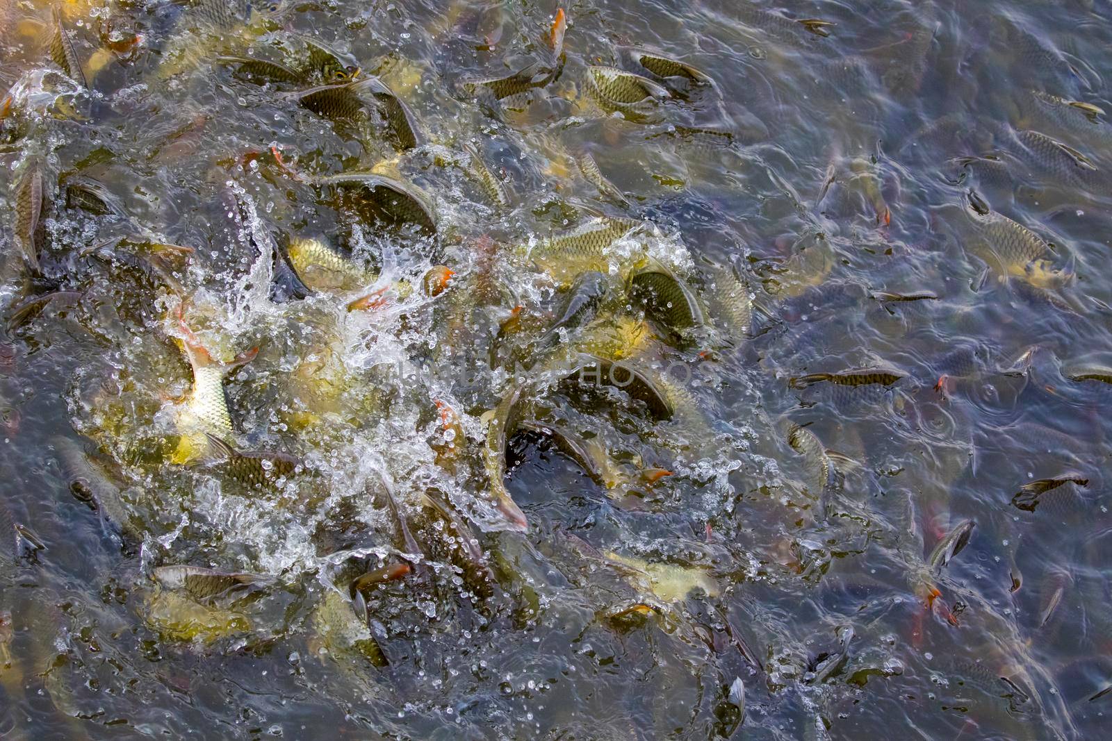 Image of a fish herd in the water(Java barb, Silver barb). Aquatic animals