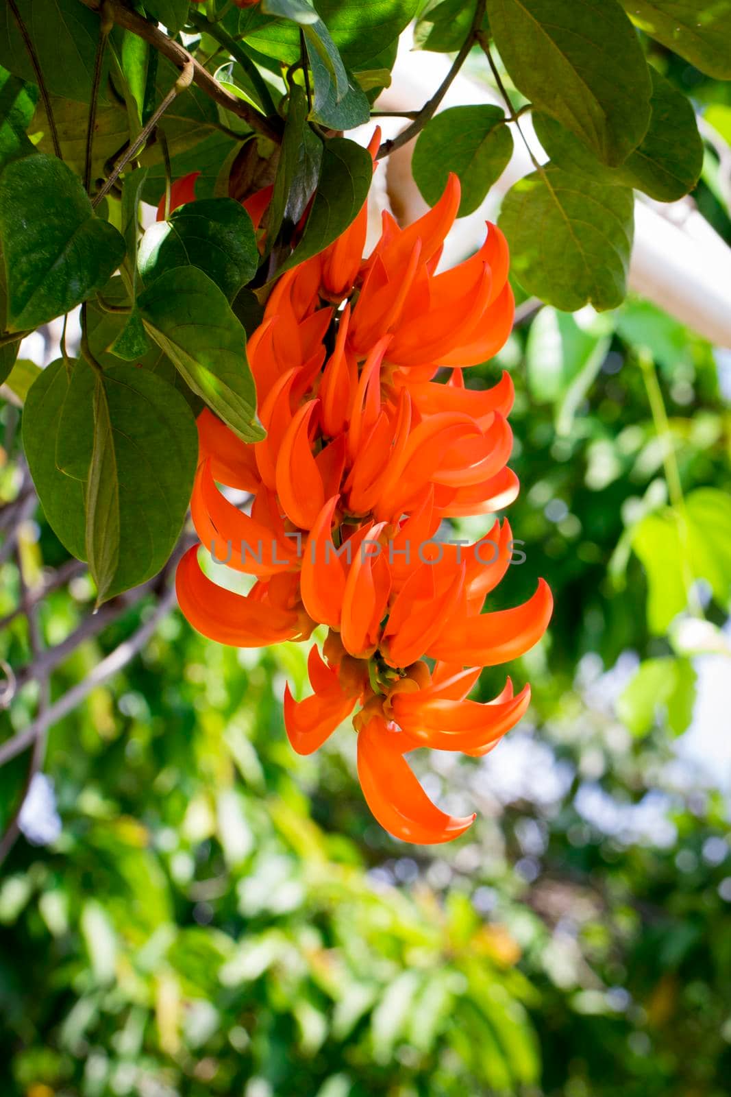 Flower of New Guinea creeper, Red Lade Vine in the garden by yod67