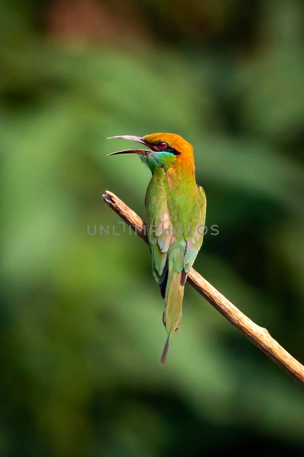 Image of Green Bee-eater bird(Merops orientalis) on a branch on nature background. Bird. Animals. by yod67