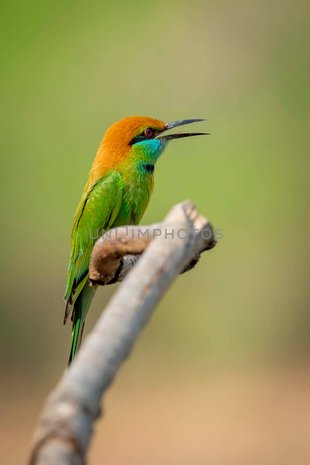 Image of Green Bee-eater bird(Merops orientalis) on a tree branch on nature background. Bird. Animals. by yod67