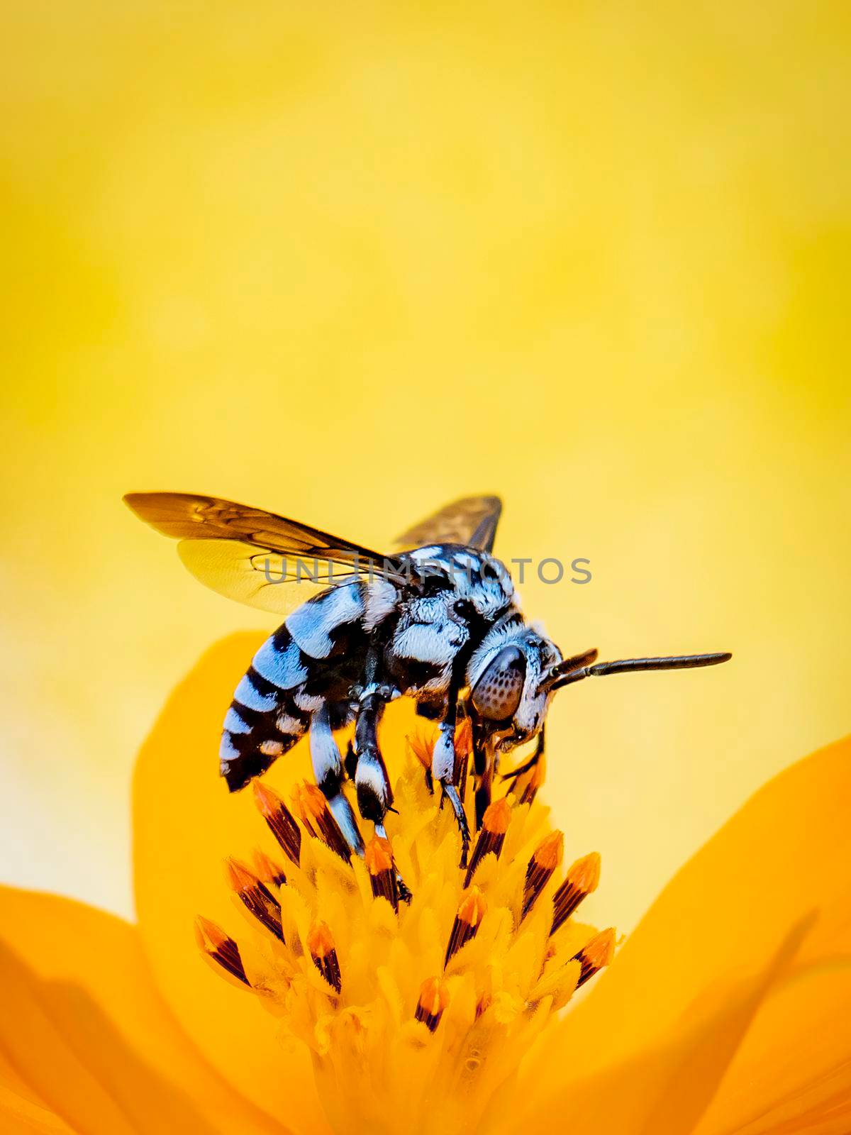 Image of neon cuckoo bee (Thyreus nitidulus) on yellow flower pollen collects nectar on yellow background with space blur background for text.. Insect. Animal. by yod67