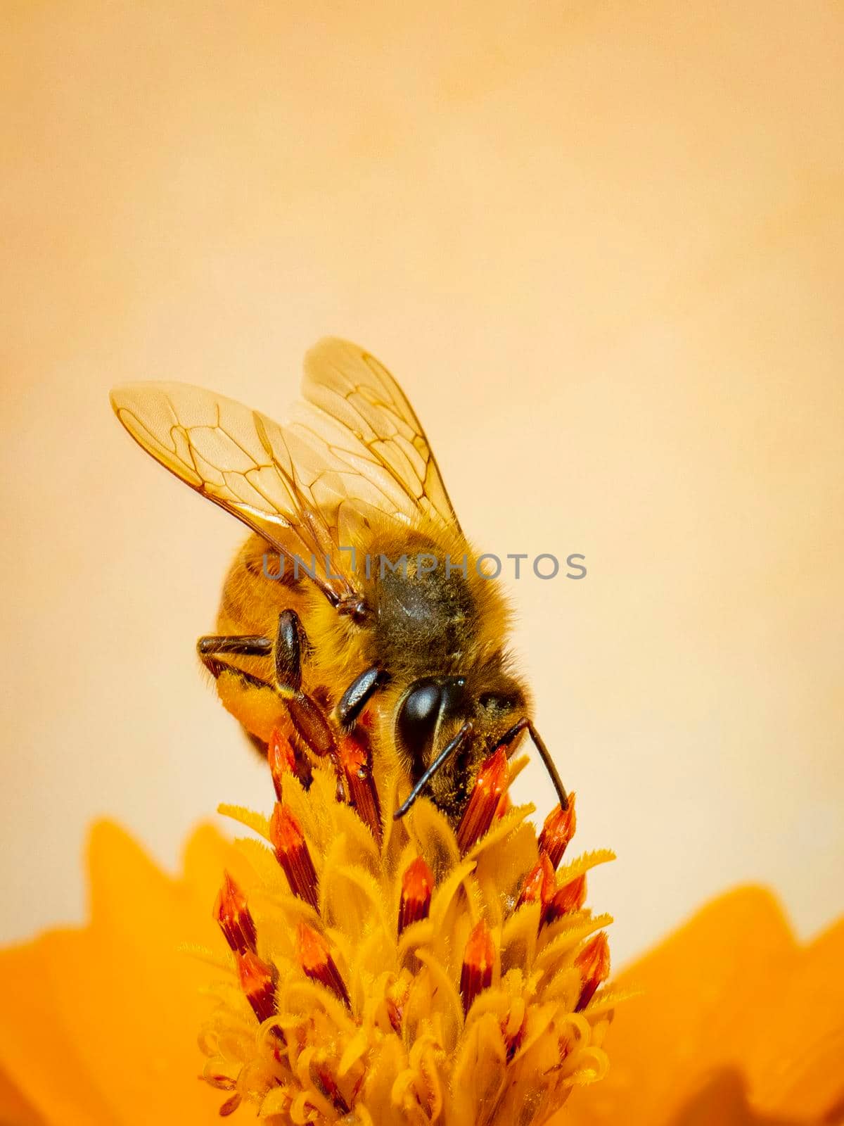 Image of bee or honeybee on yellow flower collects nectar. Golden honeybee on flower pollen with space blur background for text. Insect. Animal by yod67