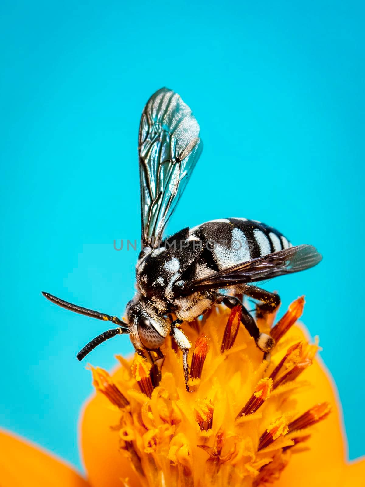 Image of neon cuckoo bee (Thyreus nitidulus) on yellow flower pollen collects nectar on blue background with space blur background for text.. Insect. Animal. by yod67