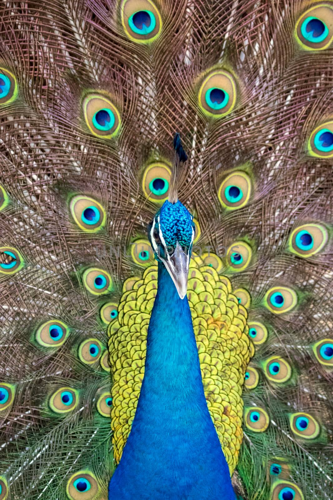 Image of a peacock showing its beautiful feathers. wild animals. by yod67