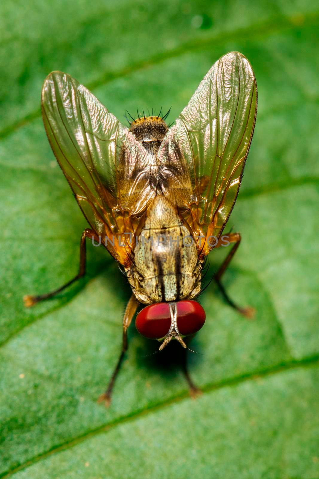 Image of a flies (Diptera) on green leaves. Insect. Animal