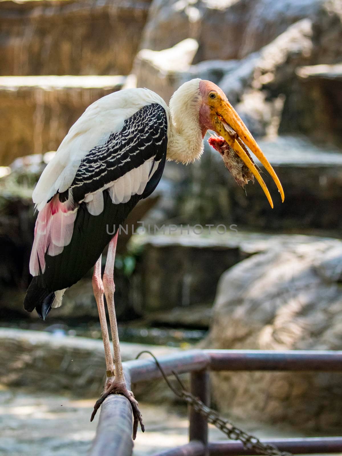 Image of a Lesser adjutant stork. wild animals. by yod67