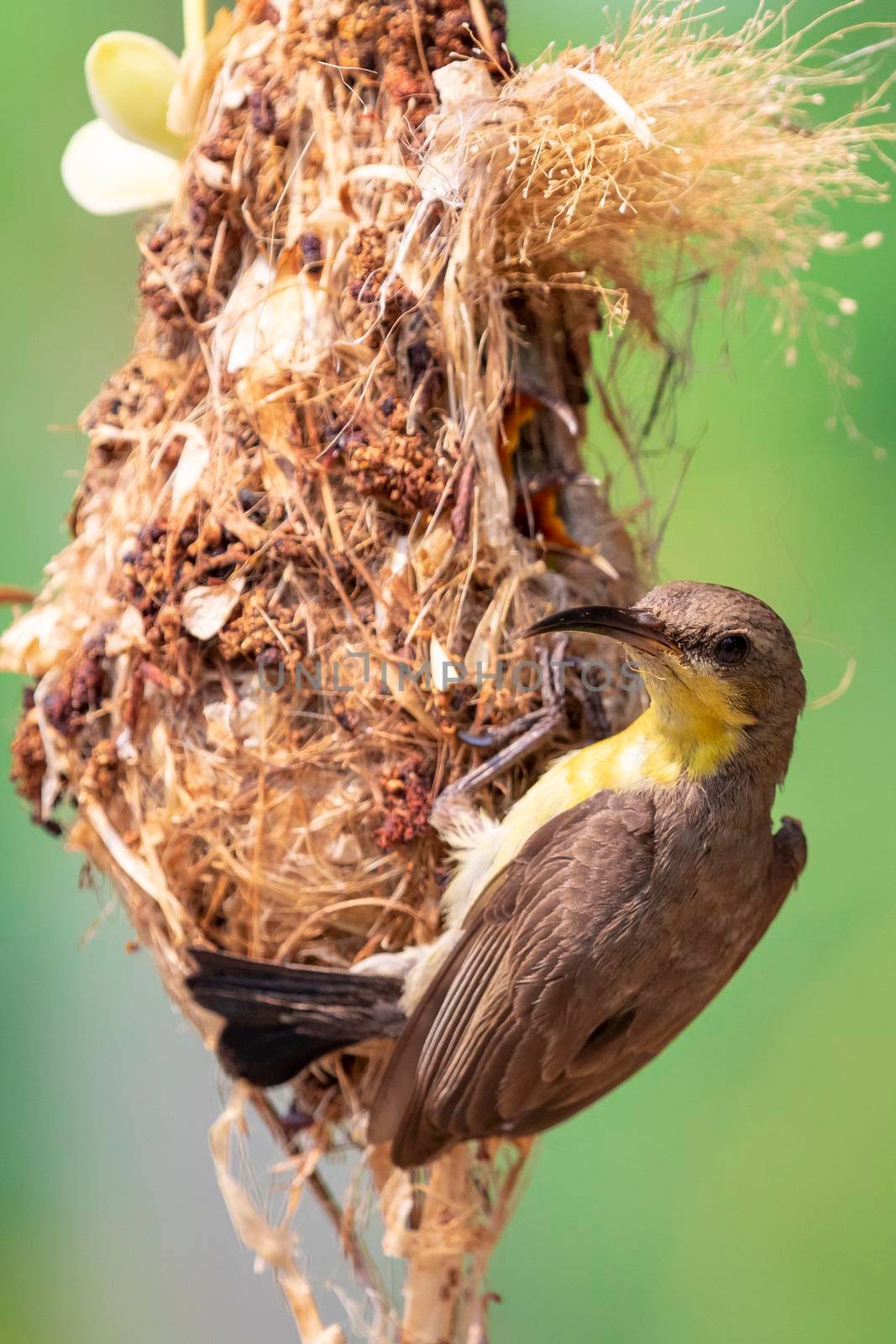 Image of Purple Sunbird (Female) feeding baby bird in the bird's nest on nature background. (Cinnyris asiaticus). Bird. Animals.