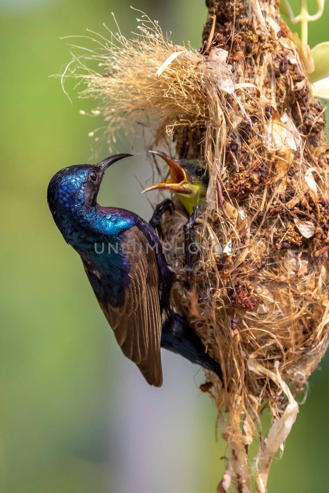 Image of Purple Sunbird (Male) feeding baby bird in the bird's nest on nature background. (Cinnyris asiaticus). Bird. Animals. by yod67