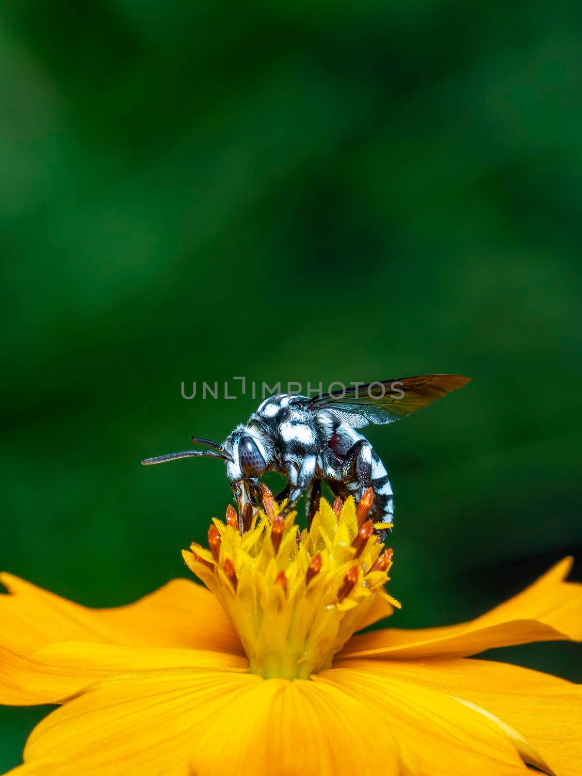 Image of neon cuckoo bee (Thyreus nitidulus) on yellow flower pollen collects nectar on a natural background. Insect. Animal.