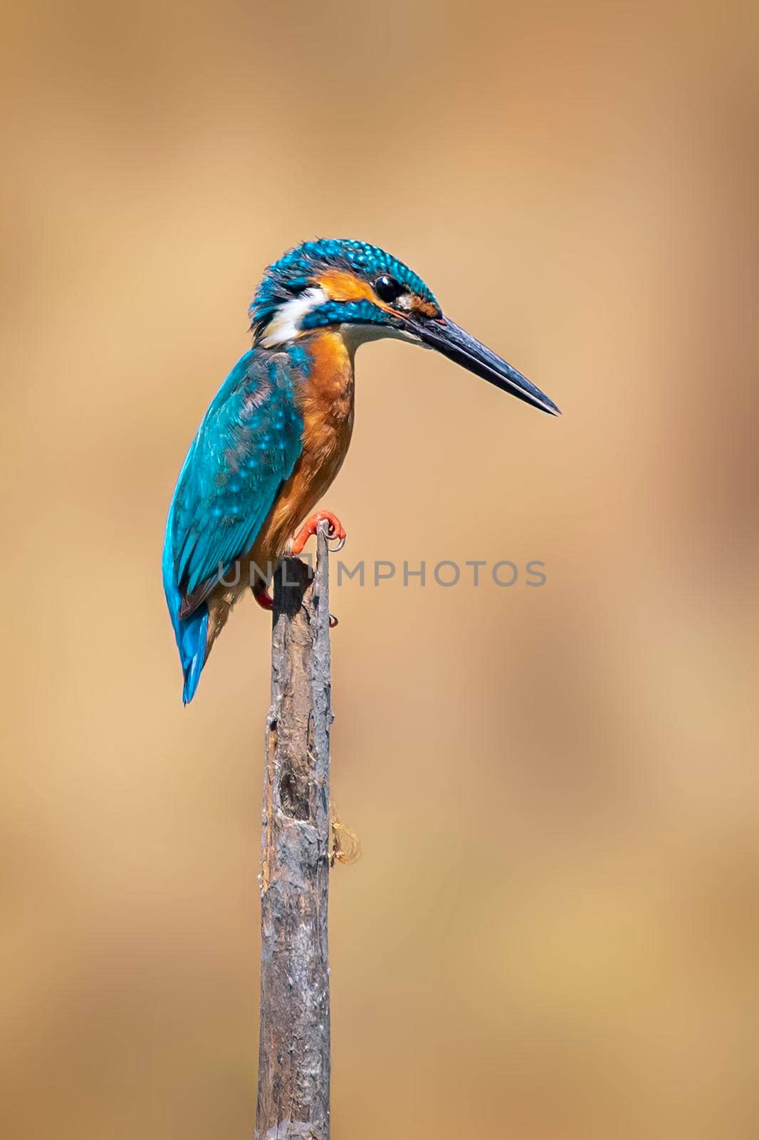 Image of common kingfisher (Alcedo atthis) perched on a branch on nature background. Bird. Animals. by yod67