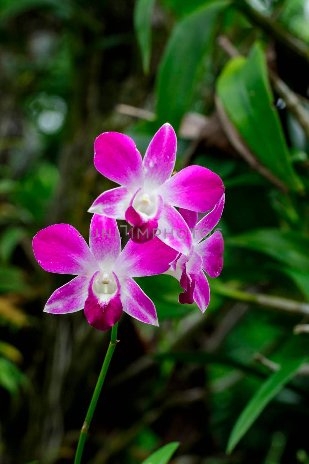 Image of beautiful violet orchid flowers in the garden.