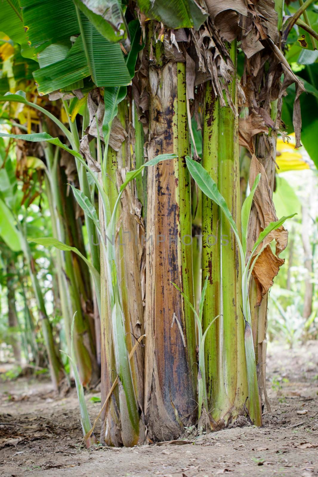 Group of a banana tree in garden in thailand.  by yod67