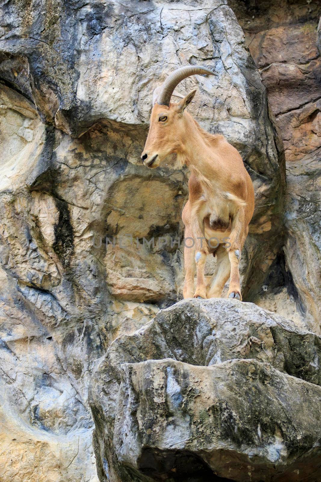 Image of a barbary sheep on the rocks. Wildlife Animals.