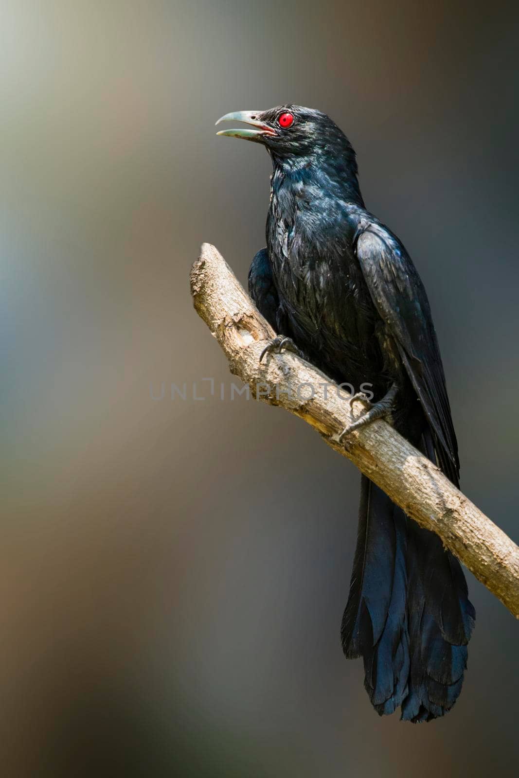 Image of Asian koel bird(male) on the branch on natural background. (Eudynamys scolopaceus). Birds. Animal. by yod67