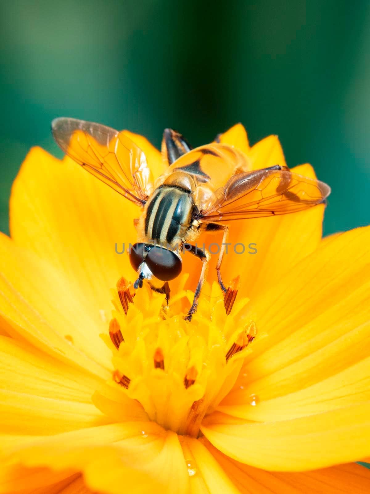 Image of flower fly or hoverfly (Helophilus insignis) on yellow flower pollen suck nectar on a natural background. Insect. Animal. by yod67