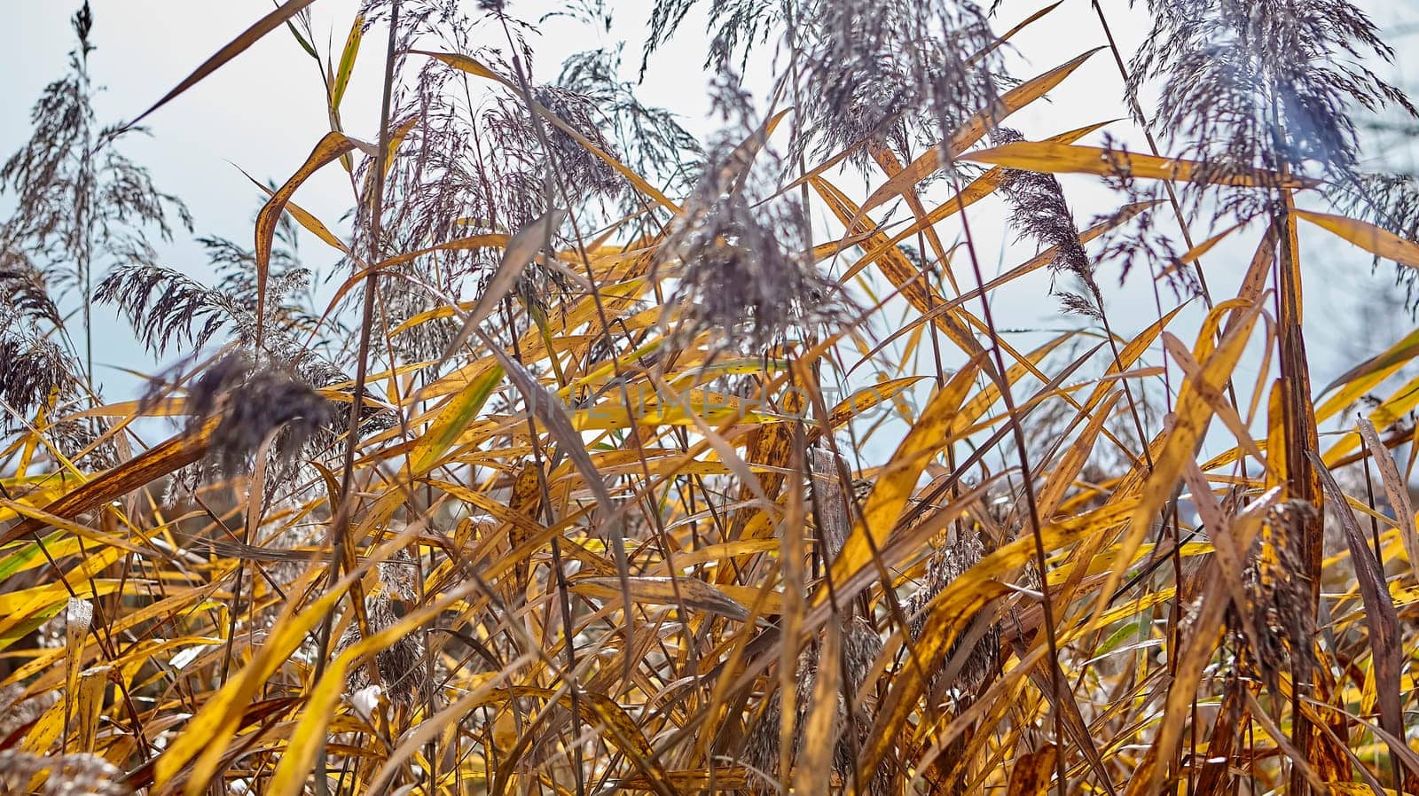Red calamus against the sky on the shore of the lake. High grass.