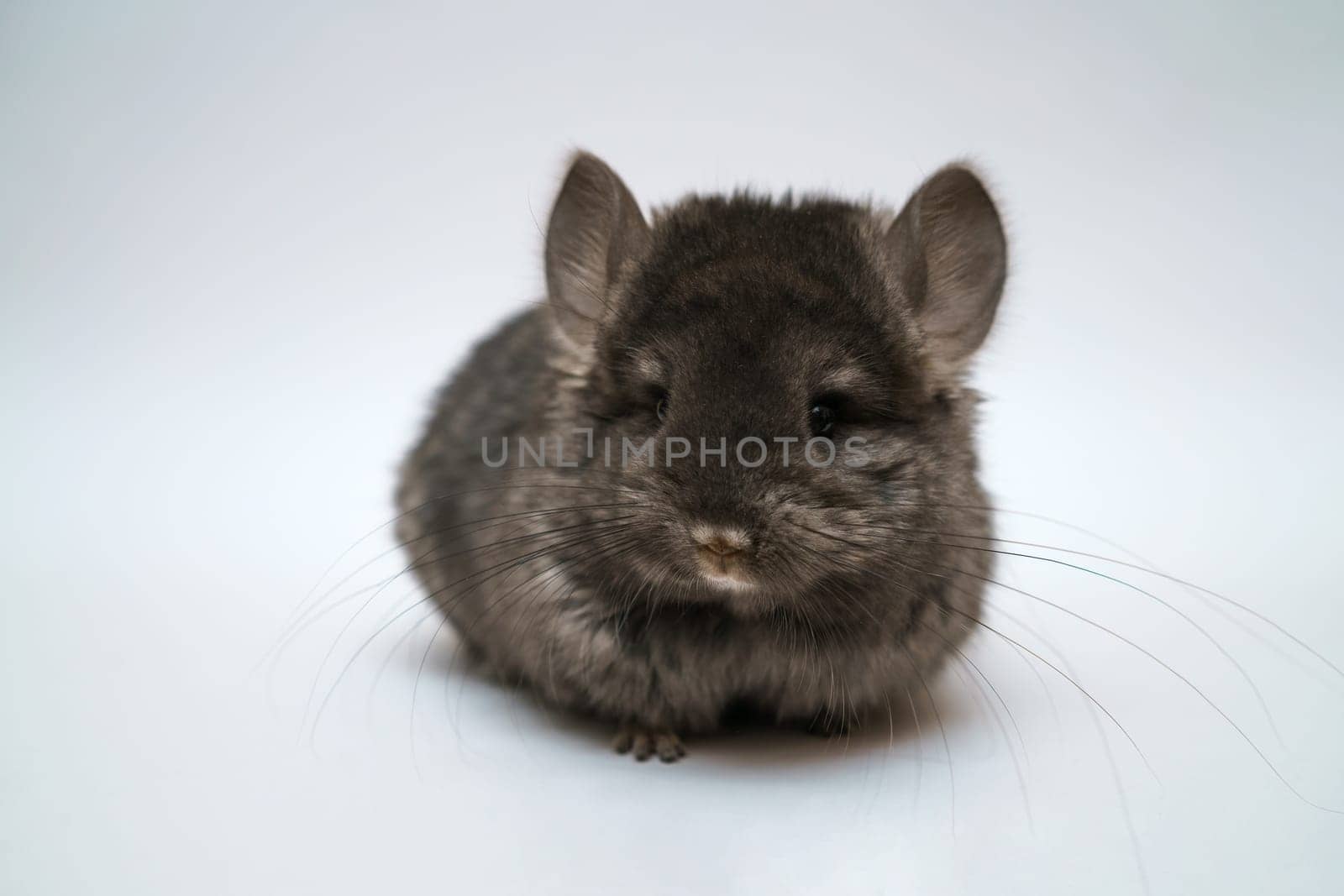 Black cute chinchilla on a white background. Furry pet