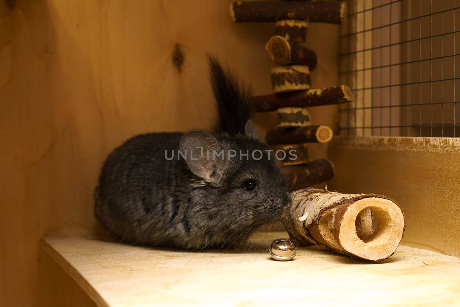 cute gray chinchilla in a cage by EkaterinaPereslavtseva