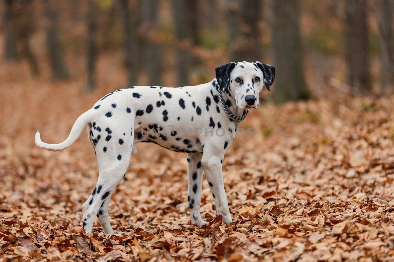 Dalmatian breed dog close-up in the autumn forest