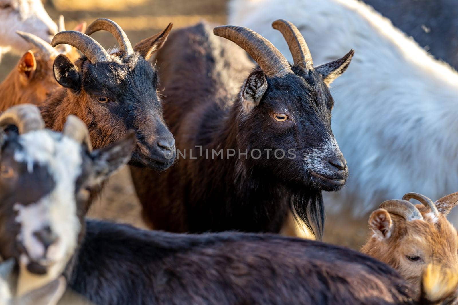 flock of sheep goats and rams. High quality photo